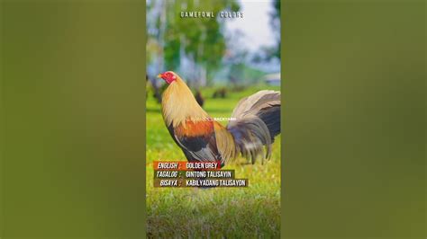 color coding manok panabong|Episode 8: Gamefowl Feather Colors .